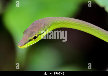 La Serpent de vigne (Oxybelis brevirostris), Réserve de Rara Avis, Costa Rica Banque D'Images