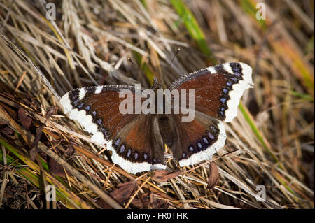 Mourning Cloak Nymphalis antiopa (papillon), Parc National des Tatras, Slovaquie Banque D'Images