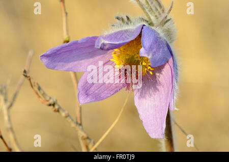 Une plus grande anémone pulsatille (Pulsatilla grandis), Devinska Kobyla Réserver, Slovaquie Banque D'Images