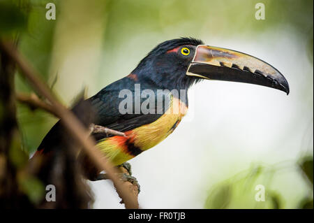 (Pteroglossus Aracari à collier torquatus) Puerto Viejo de Sarapiqui, Costa Rica Banque D'Images