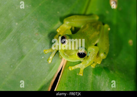 Grenouille de verre émeraude (Centrolennela prosoblespon), Coto Brus, Costa Rica Banque D'Images