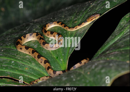 Serpent (Cat-Eyed Leptodeira septentrionalis), Parc national de Corcovado, Costa Rica Banque D'Images