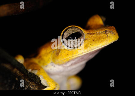 Site Tree Frog (Hypsiboas geographicus), Parc national de Manu, Pérou Banque D'Images