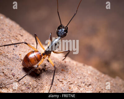 Ant des forêts géantes (Camponotus gigas) dans une petite grotte, parc national de Bako, Bornéo, Malaisie Banque D'Images