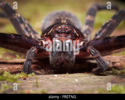 Araignée Huntsman (Sparassidae sp.), le parc national de Bako, Bornéo, Malaisie Banque D'Images