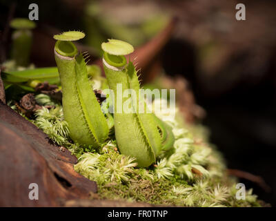 La sarracénie pourpre (Nepenthes albomarginata), Parc national de Bako, Bornéo Banque D'Images