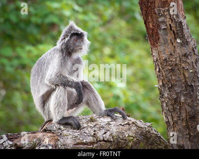 (Trachypithecus cristatus Lutung argenté), Parc national de Bako, Bornéo, Malaisie Banque D'Images