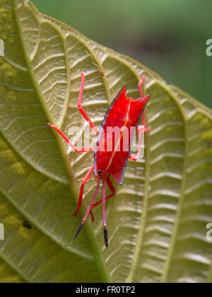 Stink bug, Gunung Mulu, Sarawak, Malaisie Banque D'Images