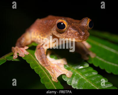 La grenouille arlequin (Rhacophorus pardalis), Gunung Mulu, Malaisie, Bornéo Banque D'Images