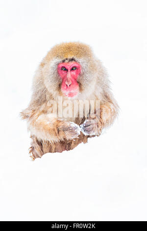 Un singe de la neige dans la neige à proximité de Jigokudani Hot spring, au Japon. Banque D'Images