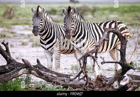 Les zèbres des plaines, Equus quagga, Etosha, Namibie Banque D'Images