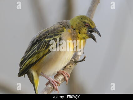 Femme African Village Weaver (Ploceus cucullatus) Oiseaux en chanson. A.k.a. Weaver à tête noire ou tachetée de secours weaver Banque D'Images