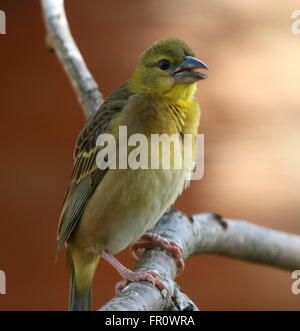 Femme African Village Weaver (Ploceus cucullatus) Oiseaux en close-up. A.k.a. Weaver à tête noire ou tachetée de secours weaver Banque D'Images