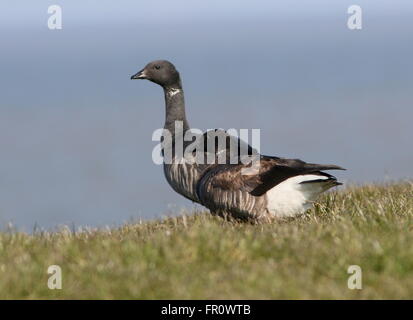 Paire de bernaches cravant à ventre sombre (Branta bernicla) dans la région de close-up tout en nourriture dans une digue de la mer des Wadden, nord des Pays-Bas Banque D'Images