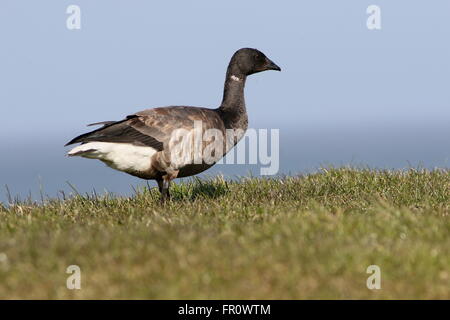 Bernache cravant à ventre sombre (Branta bernicla) close-up tandis que sur une quête de digue de la mer des Wadden, nord des Pays-Bas Banque D'Images