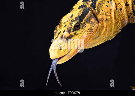 Contrôle de l'eau des Philippines (Varanus cumingi) Banque D'Images