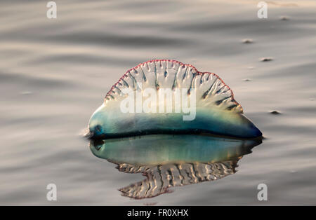 Homme portugais de l'Atlantique o' war (Physalia physalis) flottant dans l'océan au coucher du soleil, Galveston, Texas, États-Unis Banque D'Images