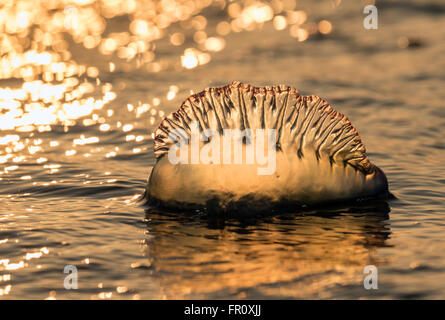 Homme portugais de l'Atlantique o' war (Physalia physalis) flottant dans l'océan au coucher du soleil, Galveston, Texas, États-Unis Banque D'Images