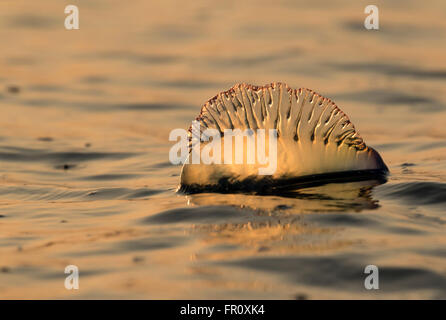 Homme portugais de l'Atlantique o' war (Physalia physalis) flottant dans l'océan au coucher du soleil, Galveston, Texas, États-Unis Banque D'Images