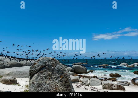 Cape Cormorant à côte de l'Atlantique par le Cap de Bonne-Espérance, Afrique du Sud Banque D'Images