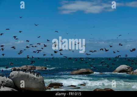 Cape Cormorant à côte de l'Atlantique par le Cap de Bonne-Espérance, Afrique du Sud Banque D'Images