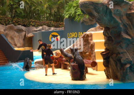 Les lions de mer Afficher dans le Loro Parque à Puerto de la Cruz de Tenerife, Espagne Banque D'Images