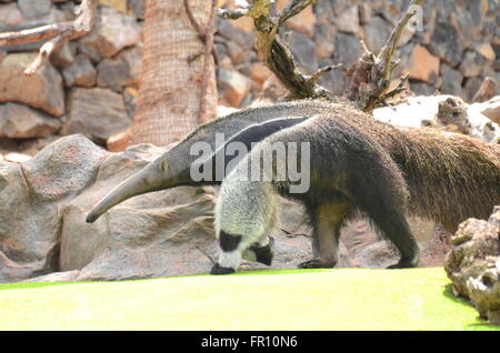 Fourmilier géant dans le Loro Parque à Puerto de la Cruz de Tenerife, Canaries, Espagne Banque D'Images