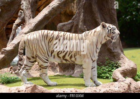 Tigre blanc dans le Loro Parque à Puerto de la Cruz de Tenerife, Canaries, Espagne Banque D'Images