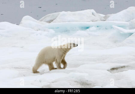 L'ours polaire sur la glace, la mer de Béring, la Russie extrême-orient Banque D'Images