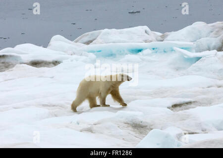 L'ours polaire sur la glace, la mer de Béring, la Russie extrême-orient Banque D'Images