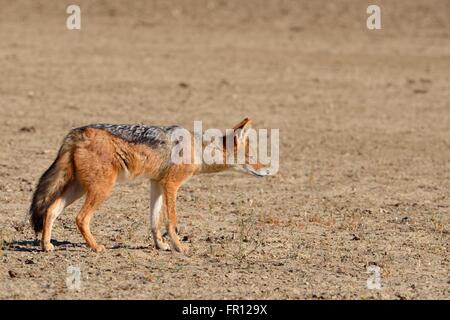 Le chacal à dos noir (Canis mesomelas), debout sur sol aride, alerte, Kgalagadi Transfrontier Park, Northern Cape, Afrique du Sud Banque D'Images