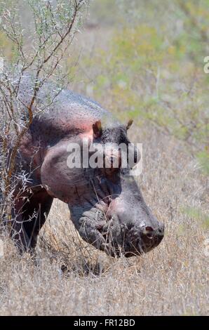 Hippopotame (Hippopotamus amphibius), mâle adulte, sueurs, dans de l'herbe sèche, Kruger National Park, Afrique du Sud, l'Afrique Banque D'Images