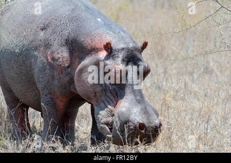 Hippopotame (Hippopotamus amphibius), mâle adulte, sueurs, dans de l'herbe sèche, Kruger National Park, Afrique du Sud, l'Afrique Banque D'Images