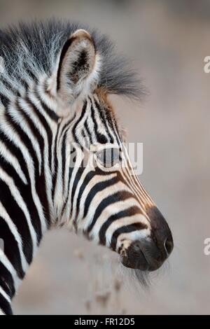 Le zèbre de Burchell ou zèbre Des Plaines (Equus quagga), Poulain, portrait, Kruger National Park, Afrique du Sud, l'Afrique Banque D'Images