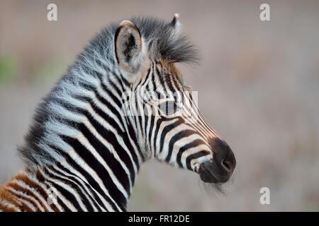 Le zèbre de Burchell ou zèbre Des Plaines (Equus quagga), Poulain, portrait, Kruger National Park, Afrique du Sud, l'Afrique Banque D'Images