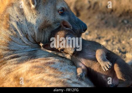 Les Hyènes tachetées (Crocuta crocuta), femelle adulte de son jeune homme dans sa bouche, Kruger National Park, Afrique du Sud, l'Afrique Banque D'Images