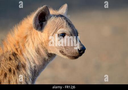 L'hyène tachetée ou rire hyène (Crocuta crocuta) cub, dans la lumière du matin, Kruger National Park, Afrique du Sud, l'Afrique Banque D'Images