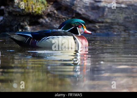 Canard en bois sur un étang paisible Banque D'Images