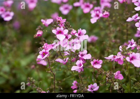 Diascia 'Lilac Belle' fleurs. Banque D'Images