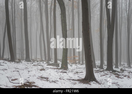 Forêt dans la brume à décongeler le mont Sleza Parc paysager Banque D'Images