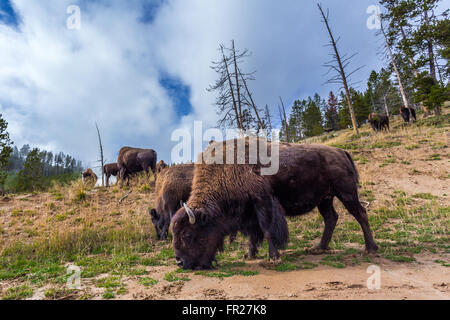 De nombreux American Bison / Buffalo dans le Parc National de Yellowstone avec ciel nuageux Banque D'Images