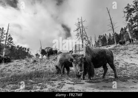 De nombreux American Bison / Buffalo dans le Parc National de Yellowstone avec ciel nuageux Banque D'Images