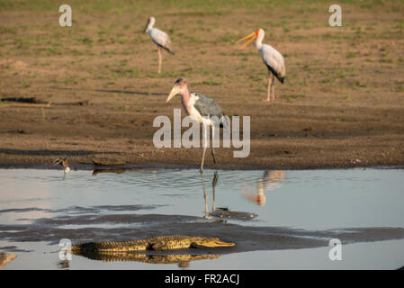 L'Afrique, la Zambie, le parc national de South Luangwa. marabou stork (crumenifer flamant rose (Phoenicopterus ruber) pêche en rivière peu profonde avec le crocodile du Nil Banque D'Images