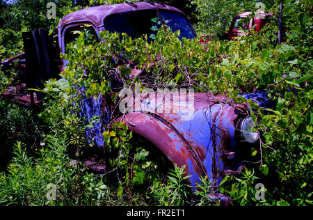 Vieilles voitures abandonnées et camionnettes dans Wrecking Yard Banque D'Images