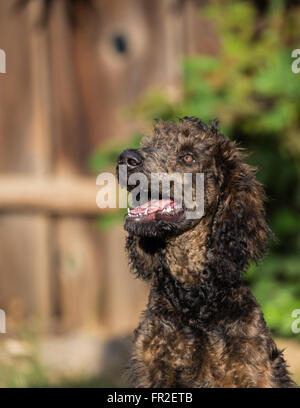 Reggie, un caniche standard chiot âgé de 4 mois. Banque D'Images