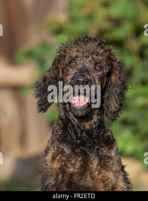 Reggie, un caniche standard chiot âgé de 4 mois. Banque D'Images