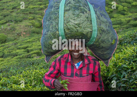 Thé Femme Sac de feuilles de thé, Western Ghats Banque D'Images