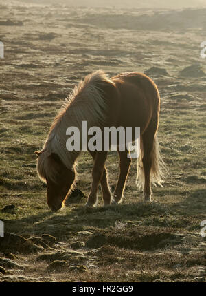 Cheval en Islande Banque D'Images