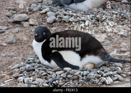 Adelie Penguin de nidification (Pygoscelis adeliae), Brown Bluff, Péninsule Antarctique Banque D'Images