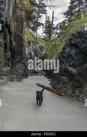 Chien d'eau portugais explorant une crique à marée basse, Chesterman Beach, Tofino, Colombie-Britannique, Canada Banque D'Images